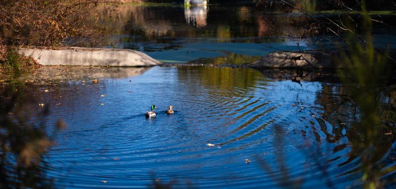 Ducks swimming in pond